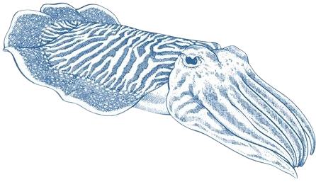 cuttlefish drawing